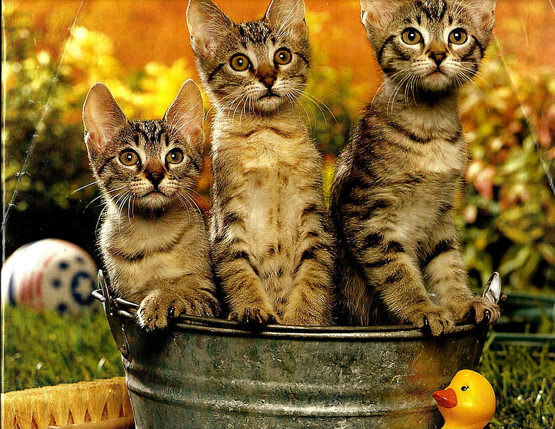 Three kittens in a pail, cute, triplets, kittens, flowers, pail, HD wallpaper