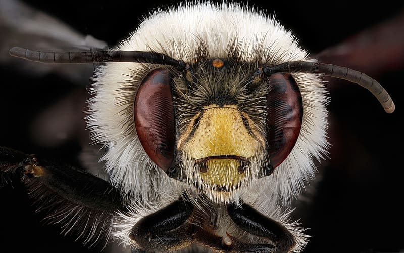 Anthophora Bomboides Bee, animal, entomology, bee, insect, macro, HD wallpaper