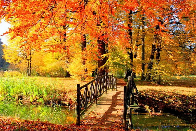 Autumn park, forest, colorful, fall, autumn, bonito, park, trees ...