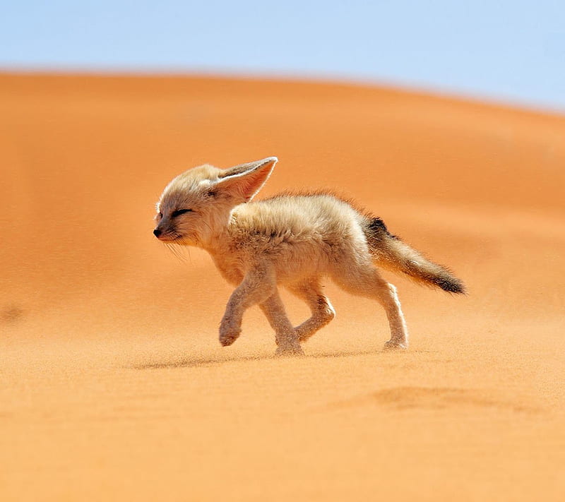 Fox, desert, HD wallpaper