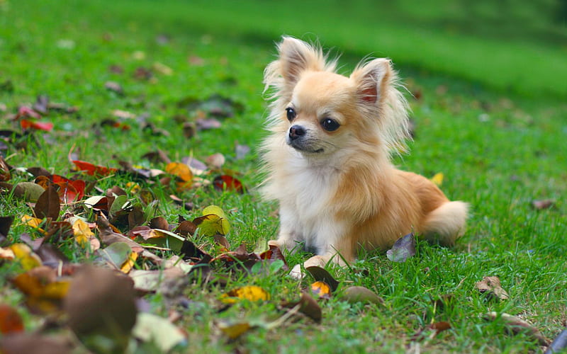 Chihuahua Dog, lawn, dogs, cute animals, pets, Chihuahua, HD wallpaper