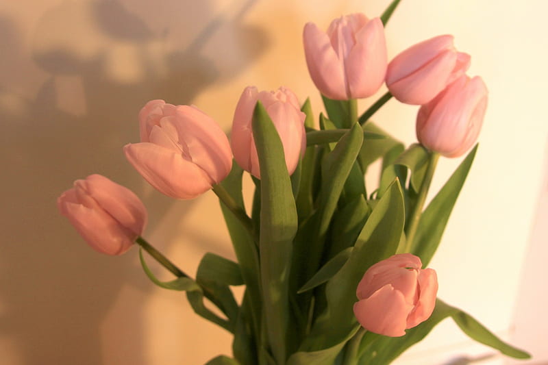 ~●●~ Pretty pinks ~●●~, wonderful, special, shine, easter, bonito, green, love, siempre, pale pink, tulips, light, desenho, soft, spring, happy, bouquet, entertainment, precious, fashion, HD wallpaper