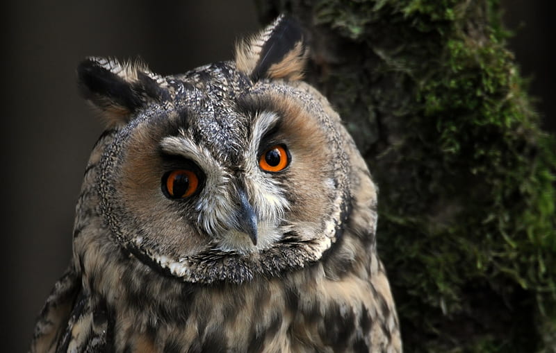 long eared owl, owl, bird, eared, long, HD wallpaper