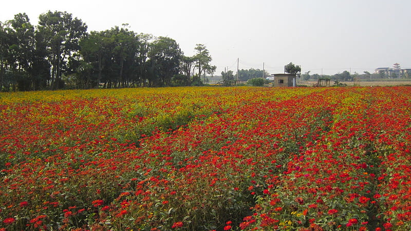 cosmos flower fields, rural, red, flower, fields, cosmos, HD wallpaper