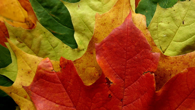 Canadian Maples Red Forest Autumn Deciduous Maple Leaf Tree