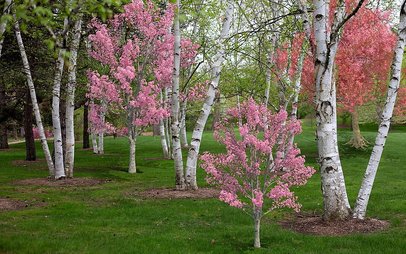 Spring, birches, blossoms, pink, trees, HD wallpaper