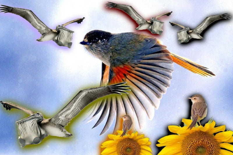 Birds, maiz, pipas, sky, pajaros, HD wallpaper