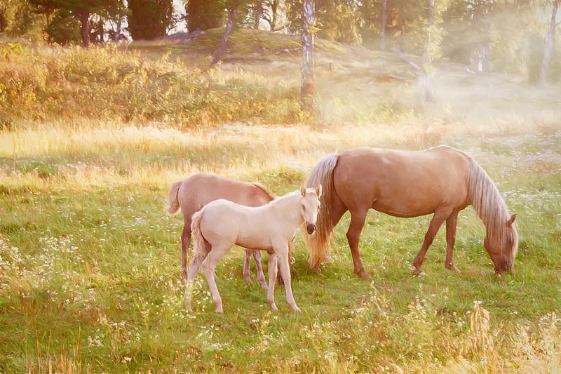 Animal, Horse, Artistic, Baby Animal, Foal, HD wallpaper