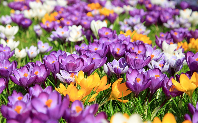colorful crocuses, bokeh, spring, colorful flowers, crocuses, macro, spring flowers, HD wallpaper