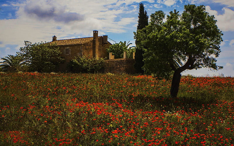 Finca at Mallorca, Spain, house, poppies, blossoms, trees, field, HD wallpaper