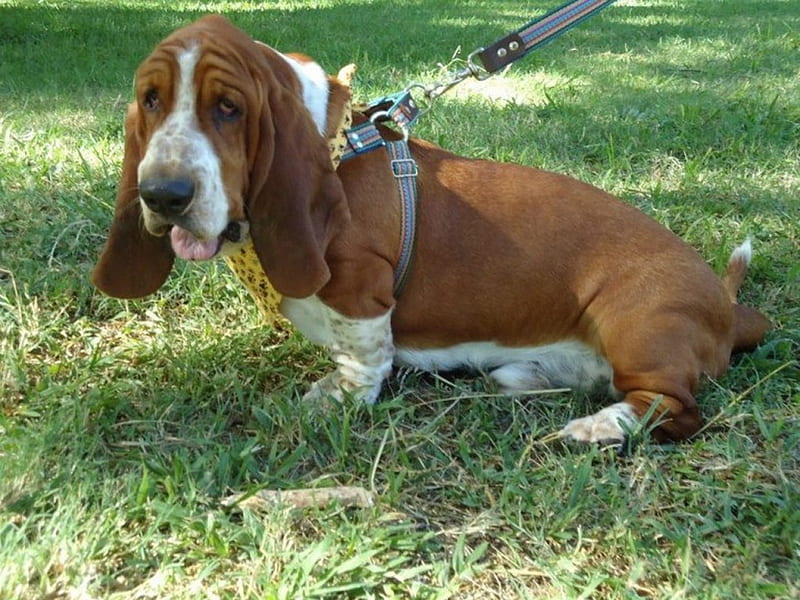 Basset Hound Busther, cao, basset, busther, dog, HD wallpaper
