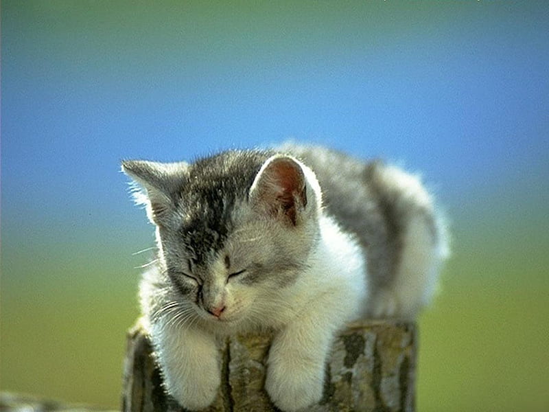 free download | Resting kitten, rest, cat, kitten, sweet, HD wallpaper