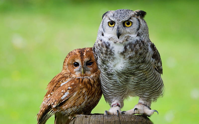 Owls, owl, bufnita, brown, green, couple, HD wallpaper