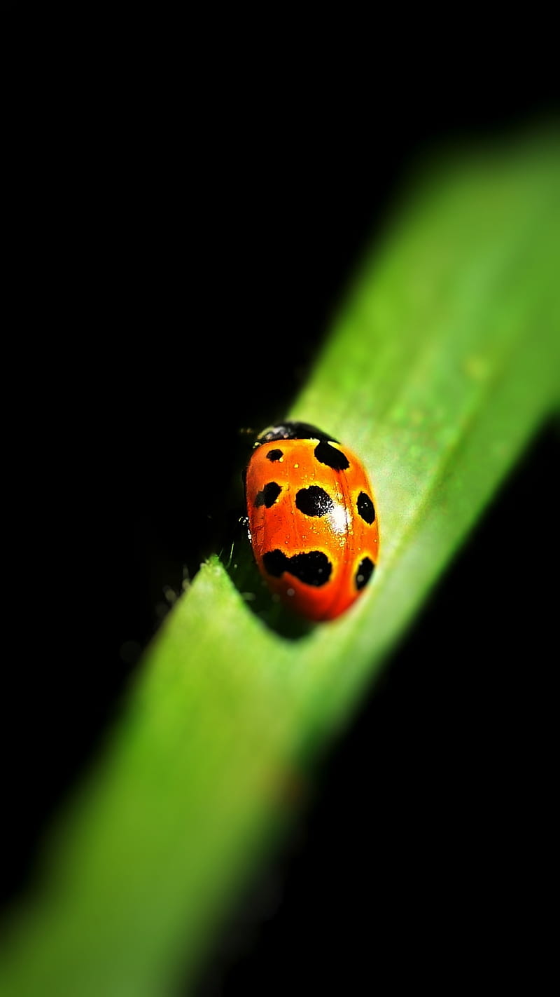 LadyBug on Leaf, bug, insect, ladybug, leaf, nature, plant, small, HD phone wallpaper