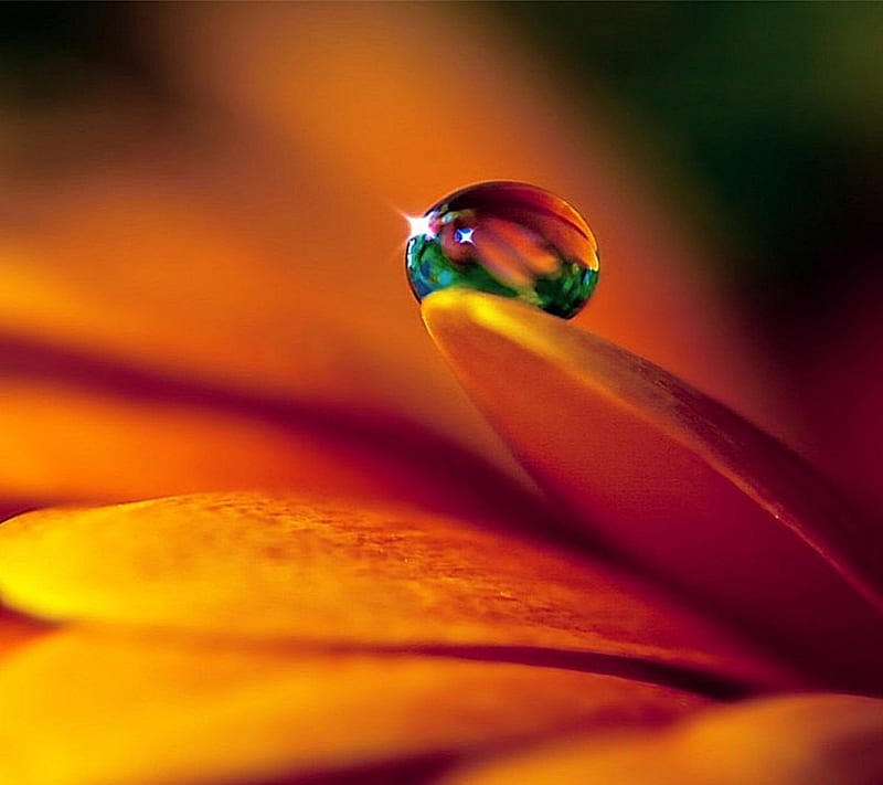 Water Drop, flower, HD wallpaper | Peakpx