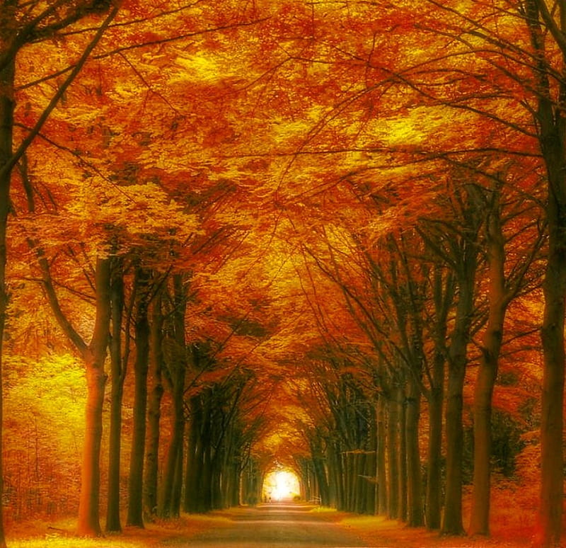 Tunnel of love, pretty, colorful, autumn, brown, bonito, magic, splendor, color, tunnel, light, amazing, forest, lovely, trees, magical, peaceful, awesome, HD wallpaper