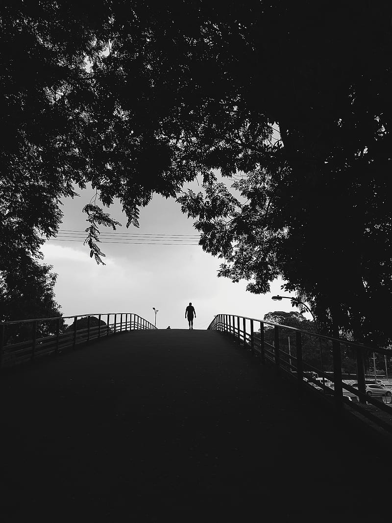 silhouette, trees, bw, walk, lonely, loneliness, HD phone wallpaper