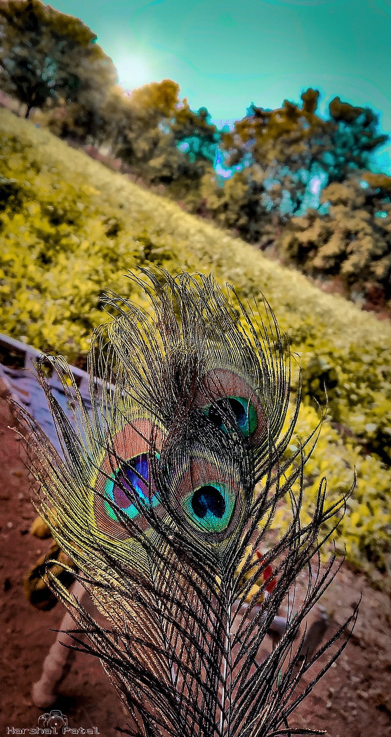 Feather, krishna, nature beauty, nature love, peacock, peacock ...