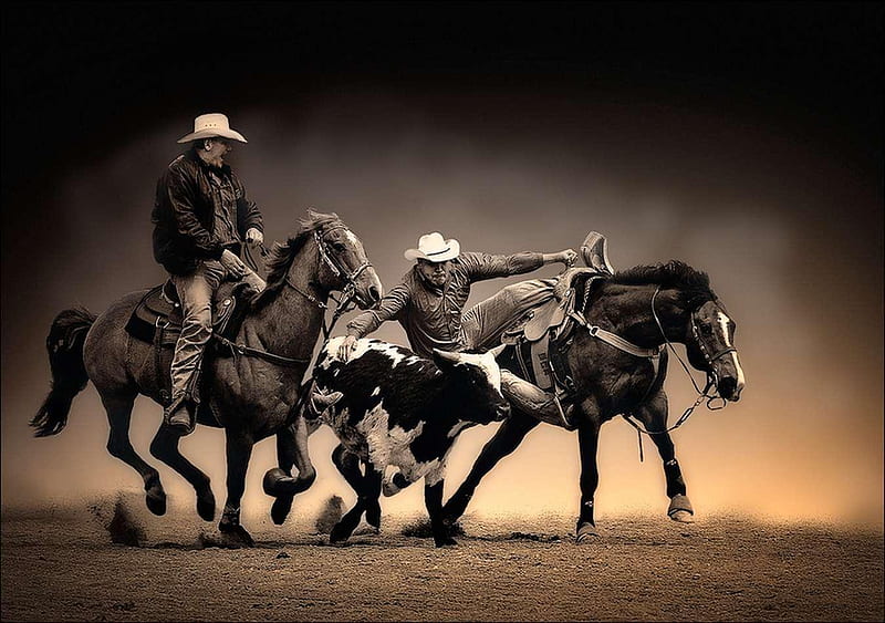 Calf Wrestling at Texas Rodeo, Horns, Calf, Dust, Rugged Cowboys, Horses, Handsome, Black, Sky, dark, Saddle, Rodeo, HD wallpaper