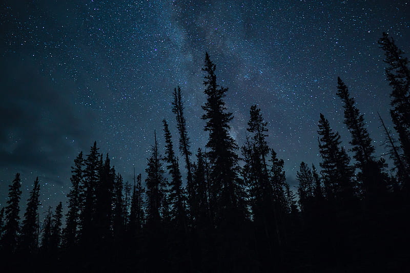 Trees, starry sky, stars, dark, night, HD wallpaper | Peakpx