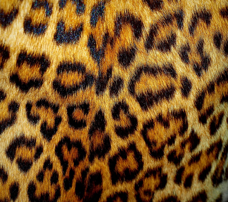 Leopard, cat, fur, spots, texture, HD wallpaper