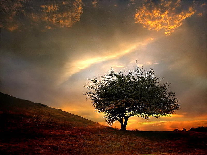 After the storm, tree, nature, quiet, clouds, HD wallpaper