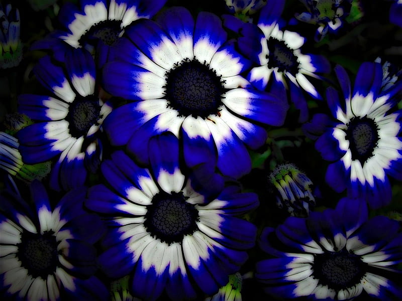 Blue Daisies, daisies, flowers, nature, petals, blue, HD wallpaper | Peakpx