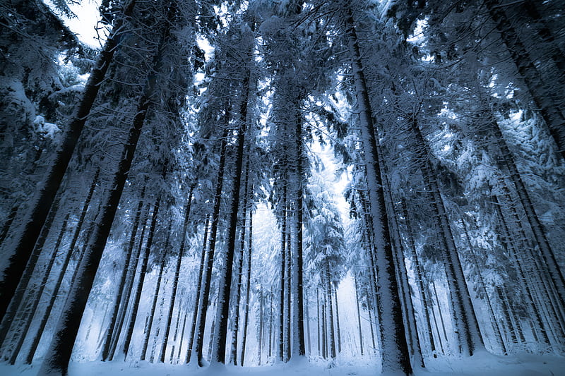 forest, winter, trees, snow, bottom view, fog, HD wallpaper