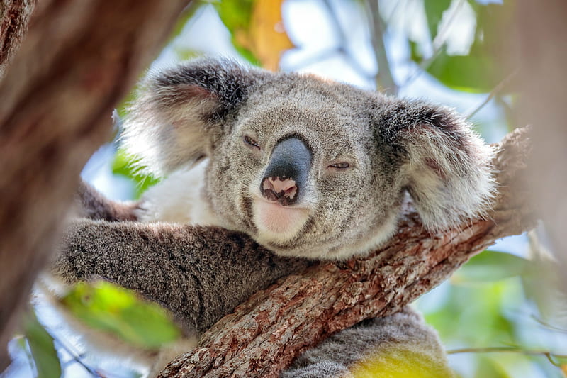 Koala Bear Napping, bear, koala, nature, animals, HD wallpaper