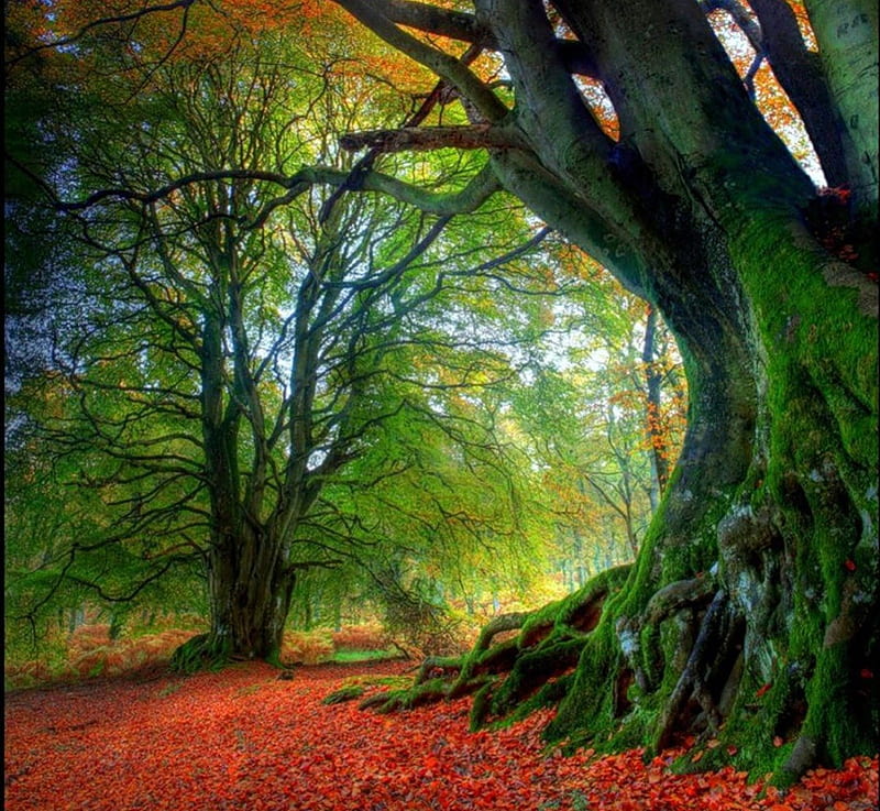 Autumn, colorful, bonito, trees, old, fascination, leaves, splendor, nature, landscape, HD wallpaper