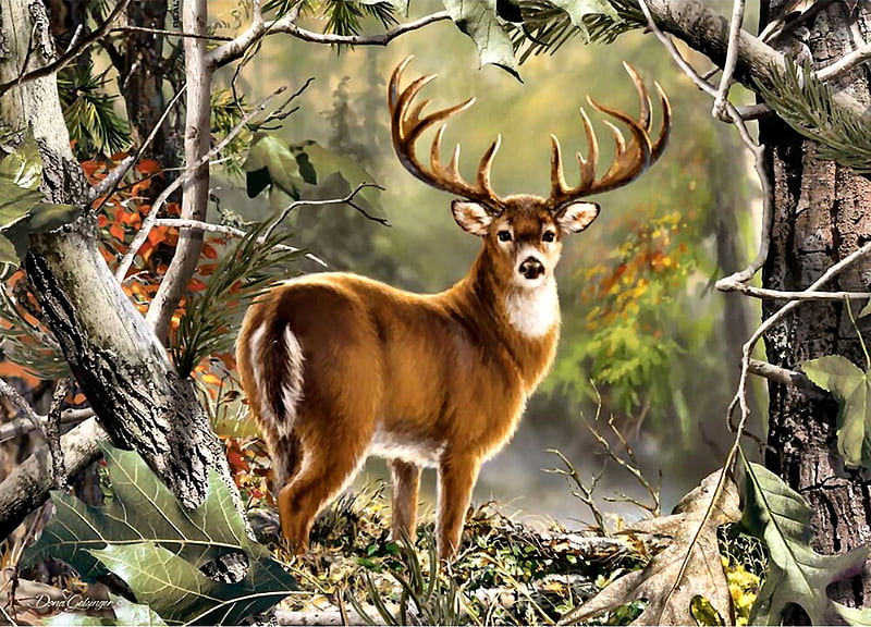 Backcountry Buck - Deer F, art, buck, bonito, illustration, artwork, deer, animal, painting, wide screen, wildlife, nature, HD wallpaper