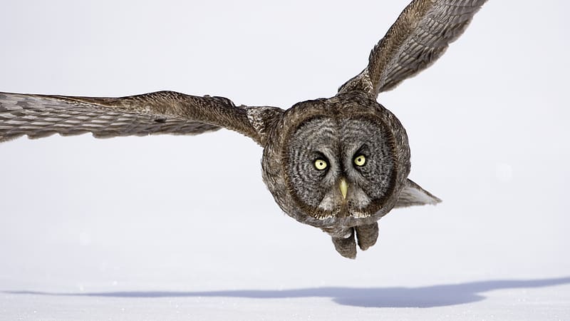 Great Grey Owl, Birds, Animal, HD wallpaper