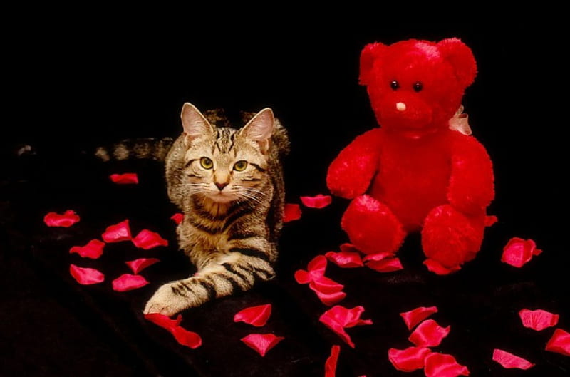 Valentine cat, pretty, lovely, kitty, bonito, tiger, cat face, cute, paws, face, kitten, cats, HD wallpaper