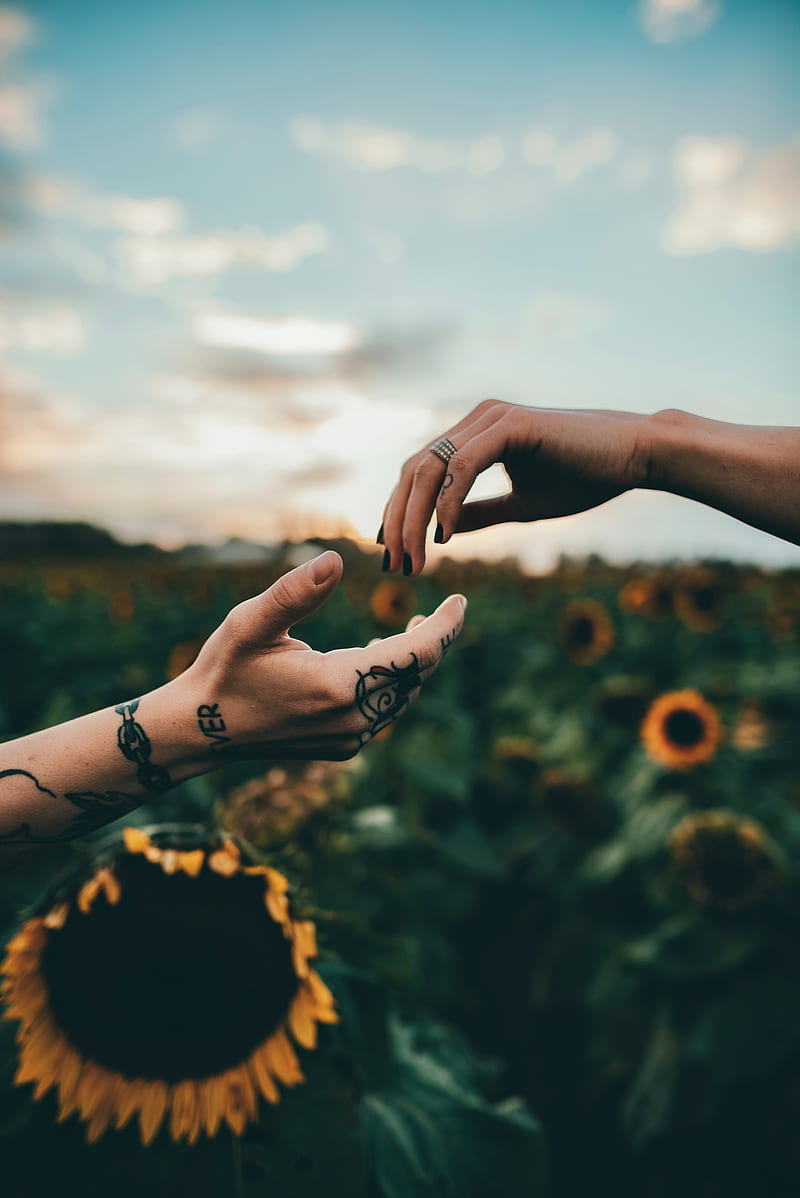 hands, touch, tattoos, sunflowers, HD phone wallpaper