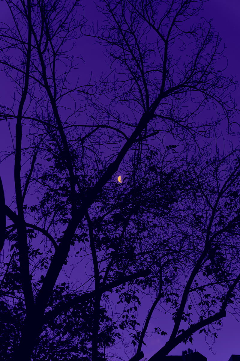 trees, the moon, night, sky, purple, HD phone wallpaper