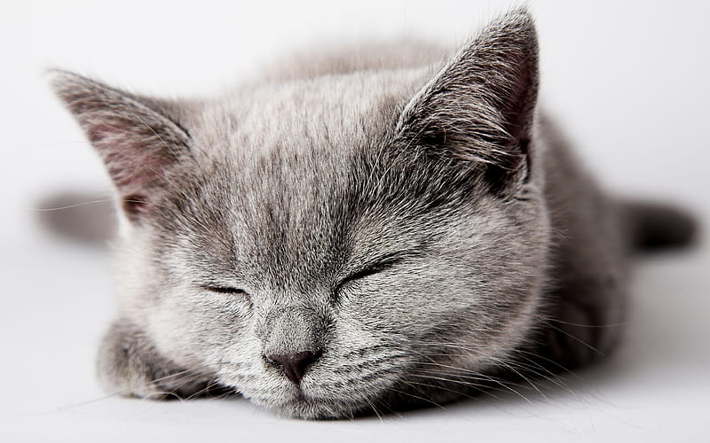 Scottish Straight cats, sleeping cat, pets, gray cat, Scottish Straight Cat, HD wallpaper