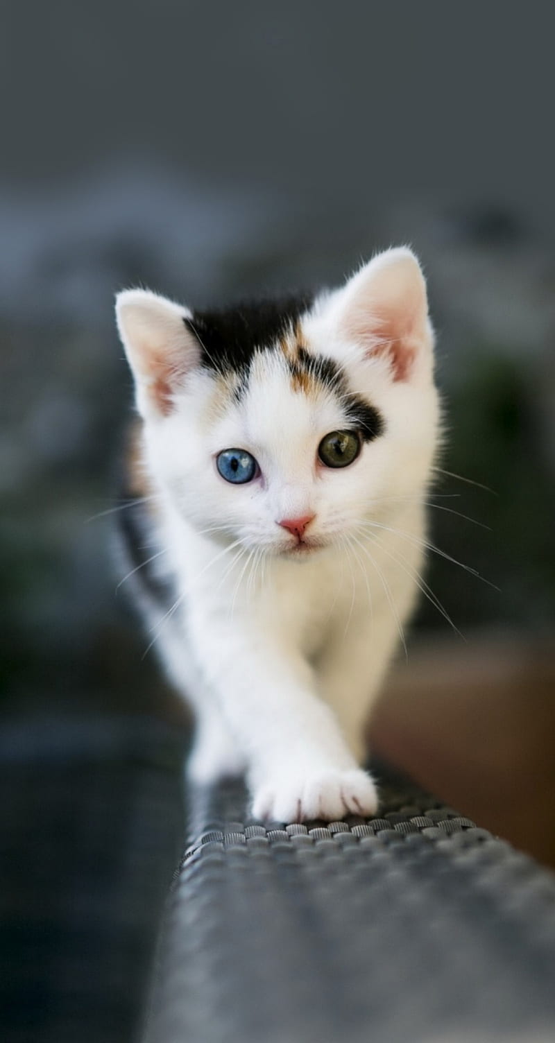 Cute cat, kittens, kitten, new, love, nature, romance, HD phone wallpaper |  Peakpx