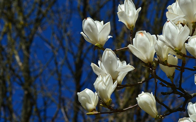 Magnolia, tree, flower, spring, white, branch, blue, HD wallpaper