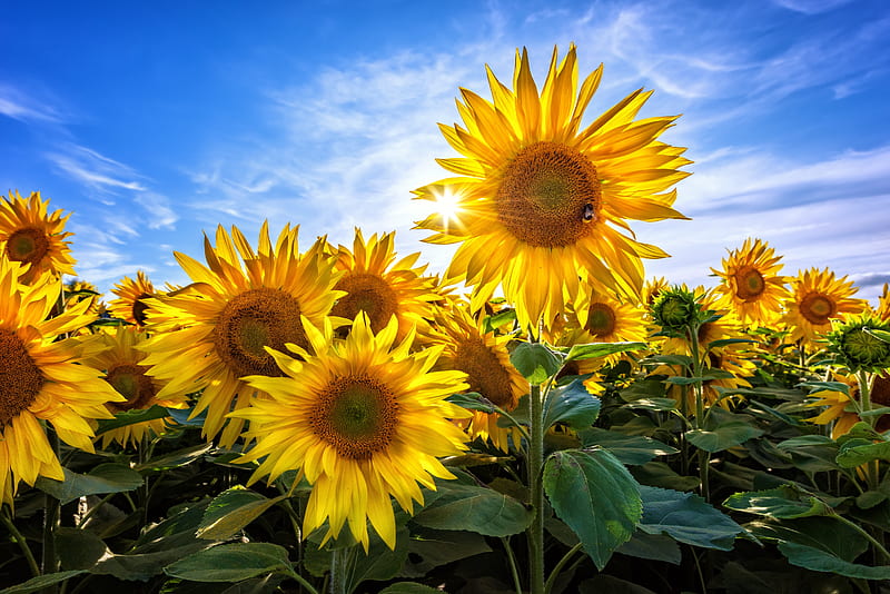 Flowers, Sunflower, Flower, Nature, Summer, Yellow Flower, HD wallpaper