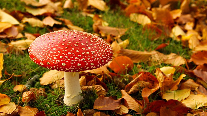 Red White Mushroom On Green Grass Surrounded By Dry Leaves Mushroom, HD wallpaper