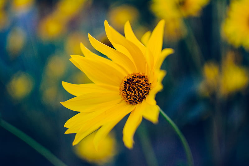 close-up of yellow flower in bloom, HD wallpaper