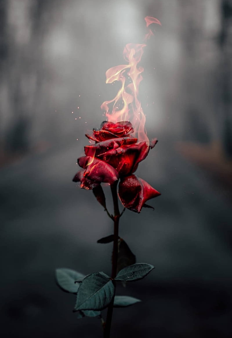 Burning Rose, fire, red, HD phone wallpaper