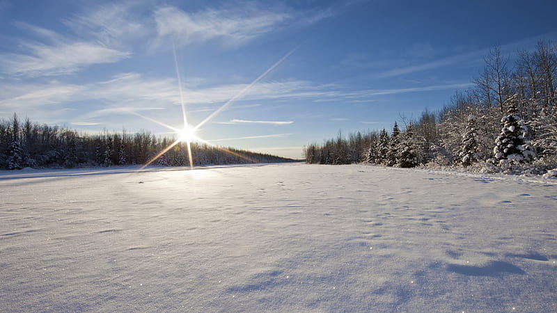 Sunny day in winter., forest, sun, sky, snowy, firs, snow, nature, fir, white, light, blue, HD wallpaper