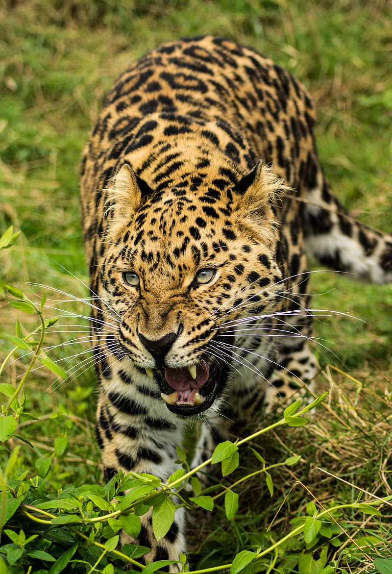 leopard, big cat, glance, predator, jaws, HD phone wallpaper