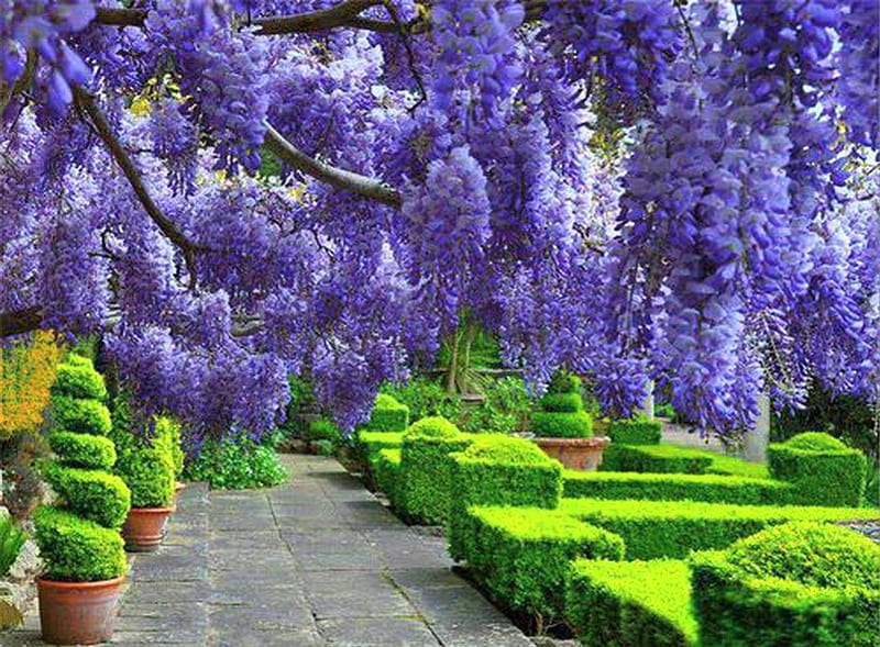 Garden grandeur, cascades, purple, green, path, garden, trees, HD wallpaper