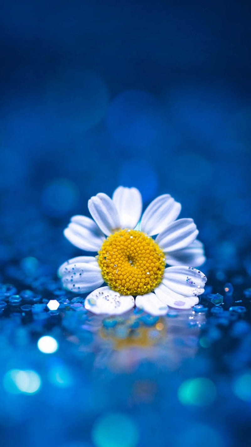 daisy, blue, flower, HD phone wallpaper