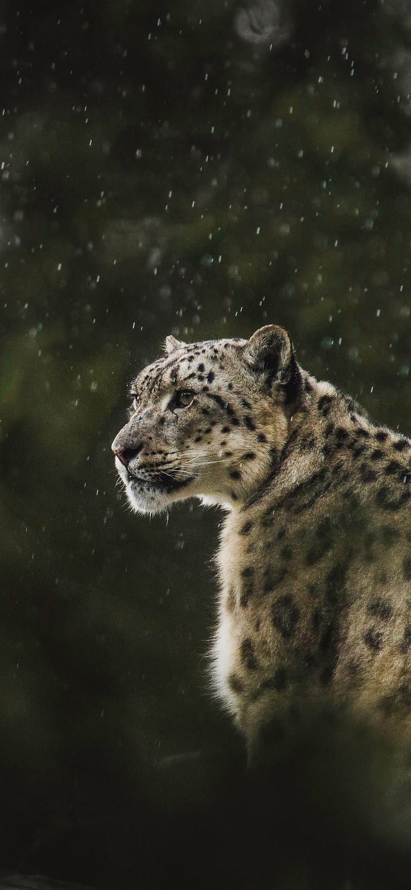 Snow leopard, animal, big cat, nature, predator, wild, HD phone wallpaper |  Peakpx