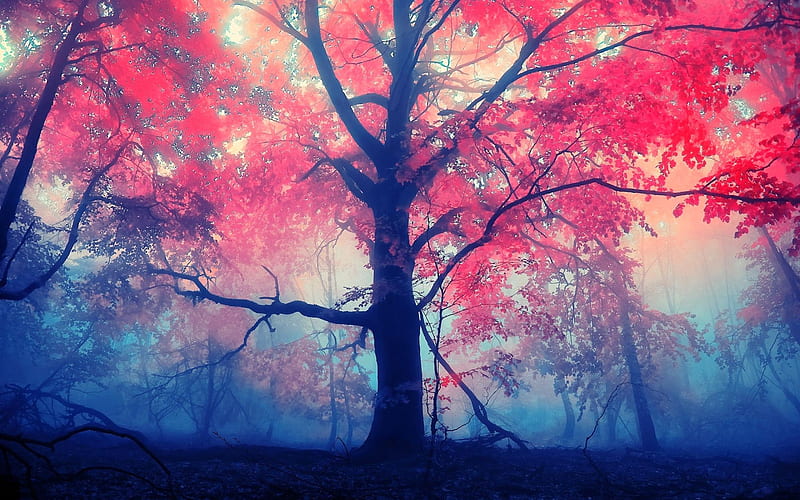 Red Leaves Tree, leaf, red, trees, nature, HD wallpaper