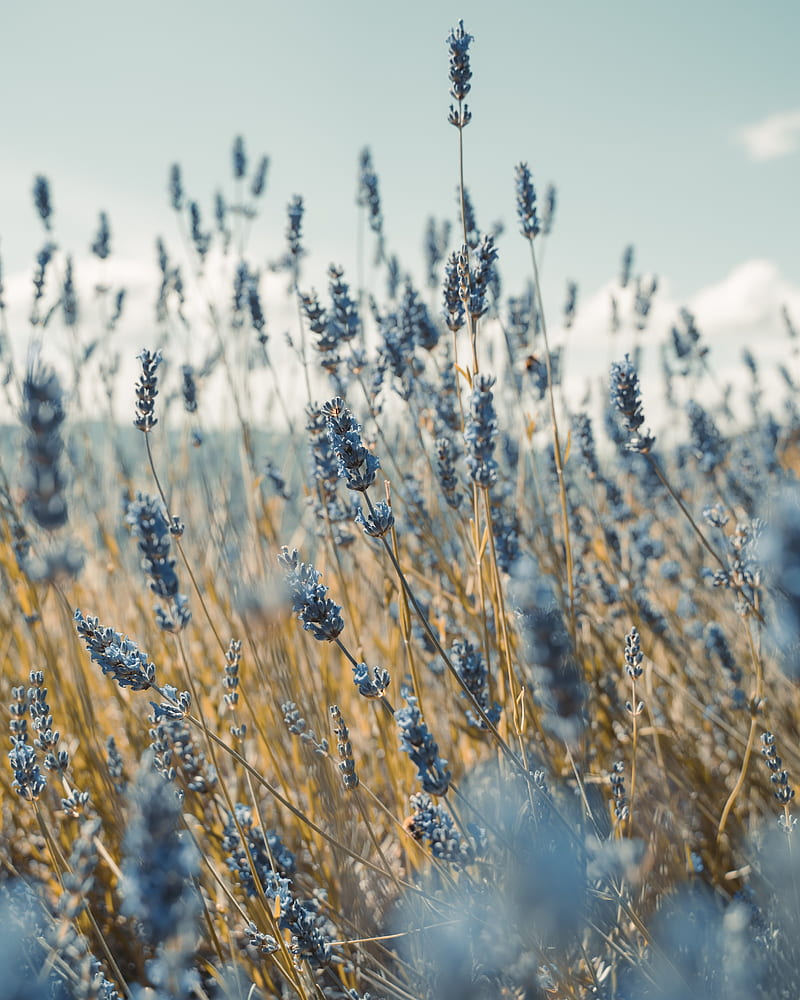 lavender, flowers, blue, field, HD phone wallpaper