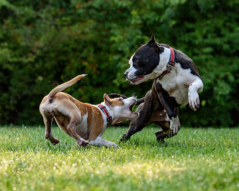 two short-coated brown and black dogs playing, HD wallpaper